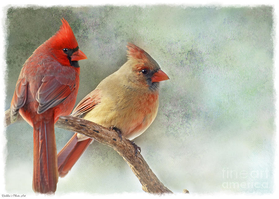 A pair of Northern Cardinals Photograph by Debbie Portwood