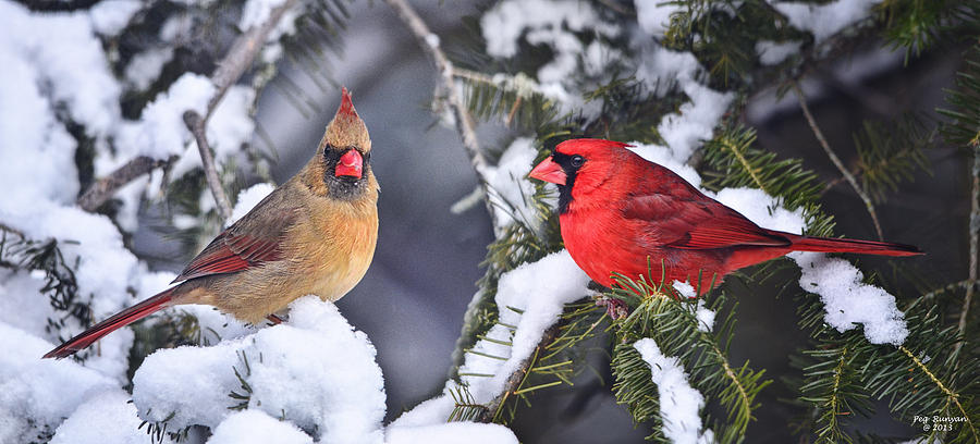 A Pair of Cardinals Talking Photograph by Peg Runyan