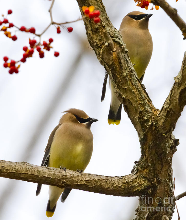 Bird Photograph - A Pair of Cedar Waxwings by Ricky L Jones