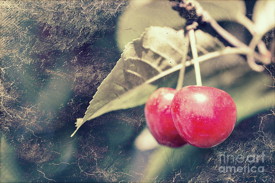 A pair of cherries Photograph by Linda Lees