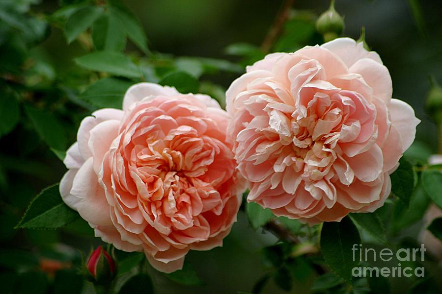 Rose Photograph - A Pair Of Colette Roses by Living Color Photography Lorraine Lynch