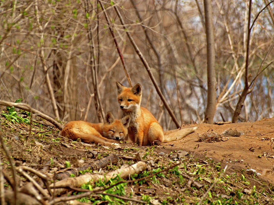 A Pair of Cute Kit Foxes 1 Photograph by Thomas Young