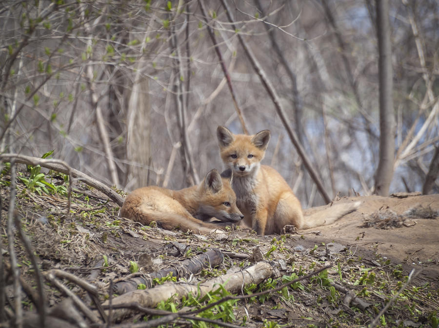 A Pair of Cute Kit Foxes 2 Photograph by Thomas Young
