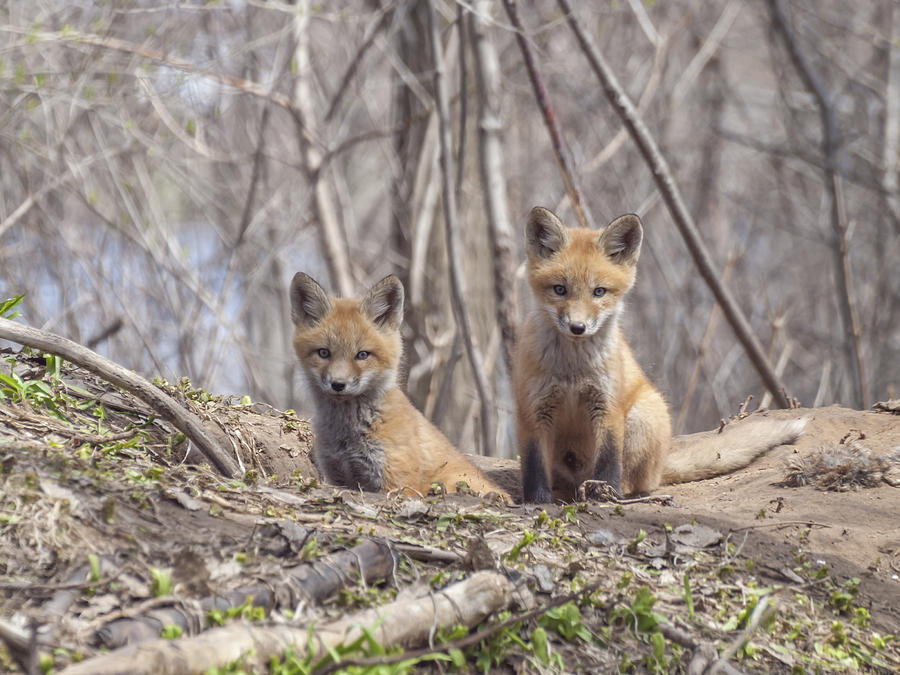 A Pair of Cute Kit Foxes 3 Photograph by Thomas Young