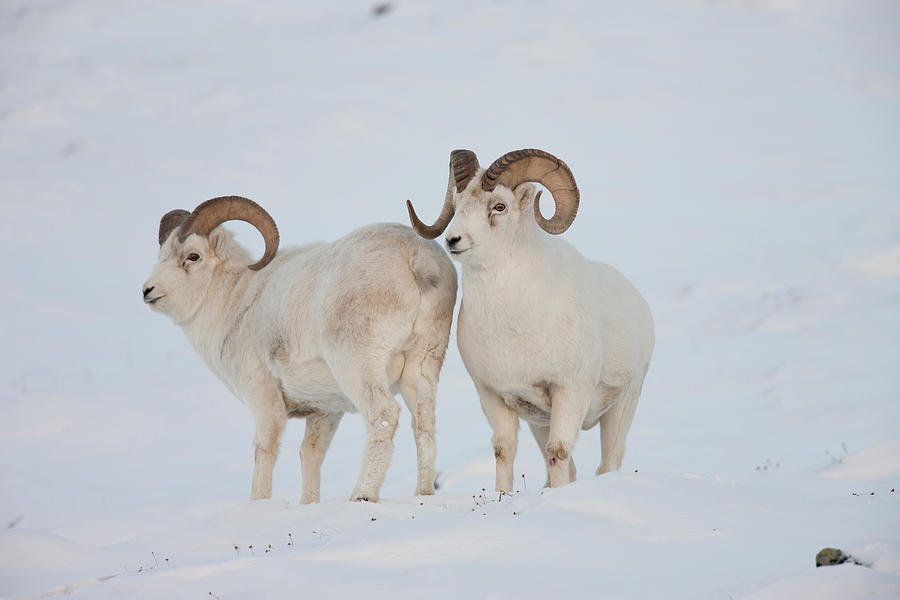 A Pair Of Dall Sheep Rams Survey Each Photograph by Hugh Rose | Fine ...