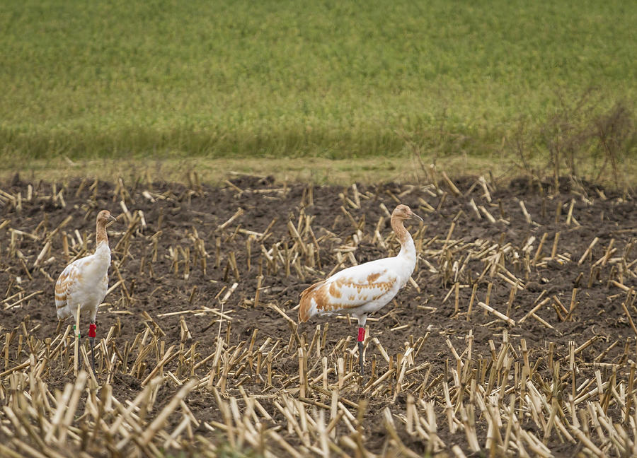 A pair of DAR Whooping Cranes Photograph by Thomas Young