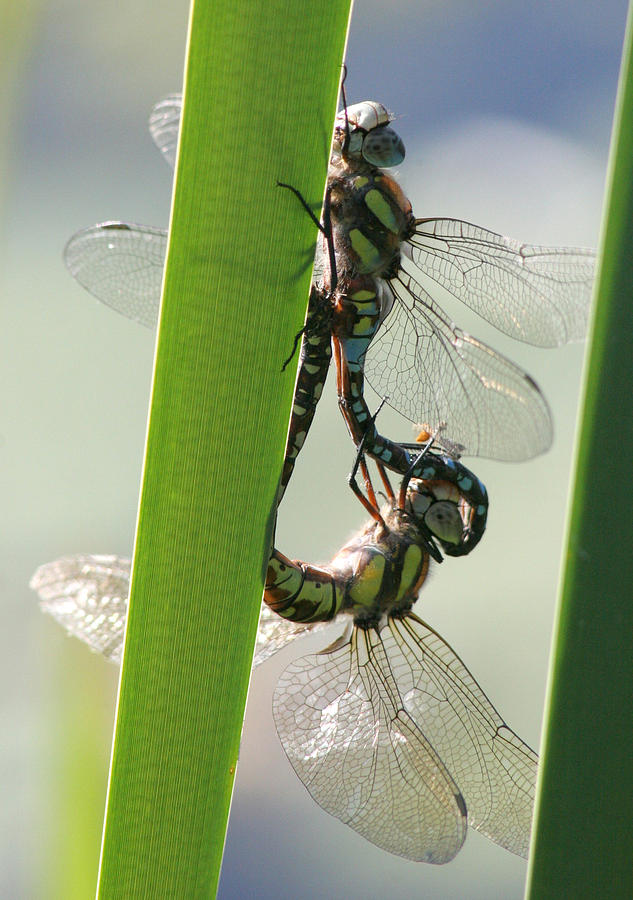 A Pair of Dragonflies Photograph by John Topman