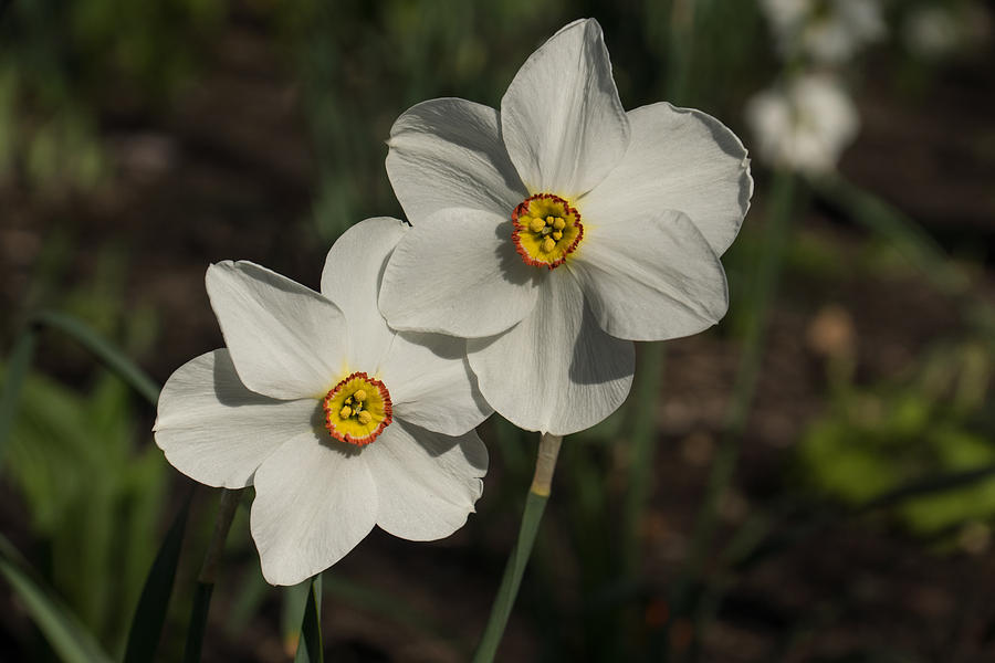 A Pair of Fragrant Poets Daffodils Celebrating Spring Photograph by Georgia Mizuleva