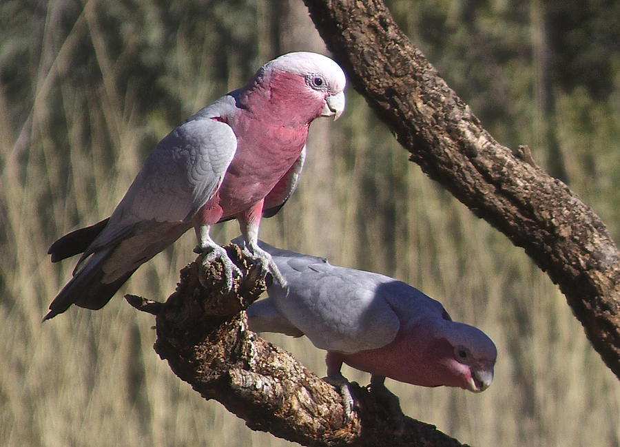 A Pair of Galahs, Alice Springs,Australia Photograph by Venetia Featherstone-Witty