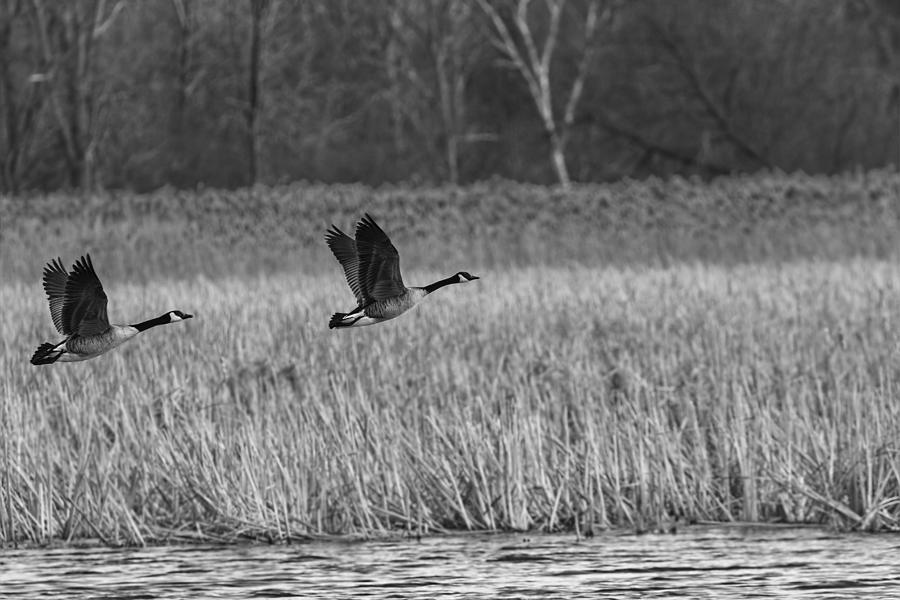 A Pair of Geese Leaving the Marsh in Black and White Photograph by Thomas Young