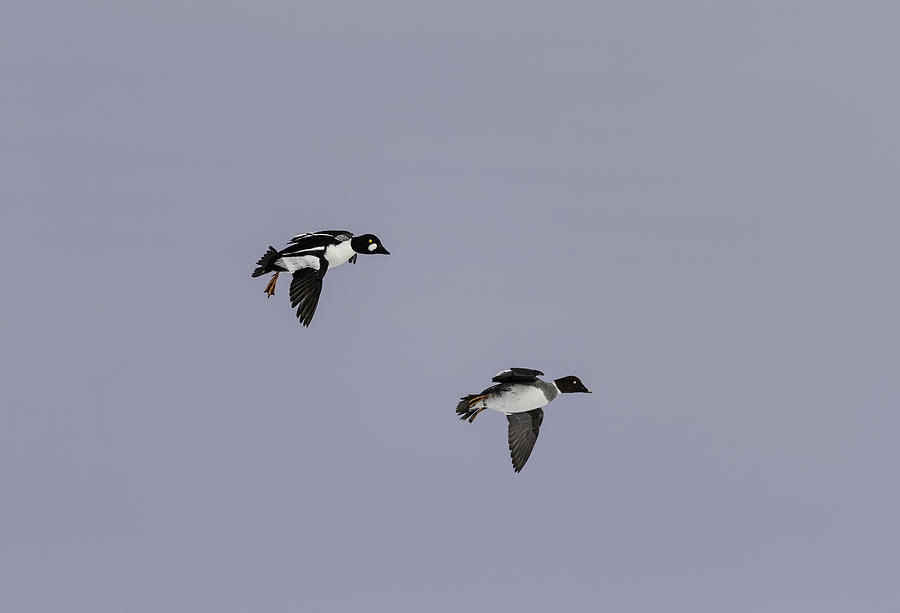 A Pair Of Goldeneyes In Flight Photograph by Thomas Young