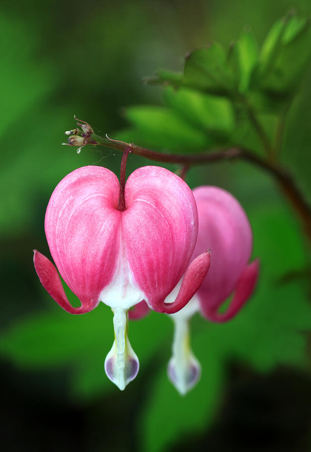 A Pair of Hearts Photograph by Carolyn Derstine