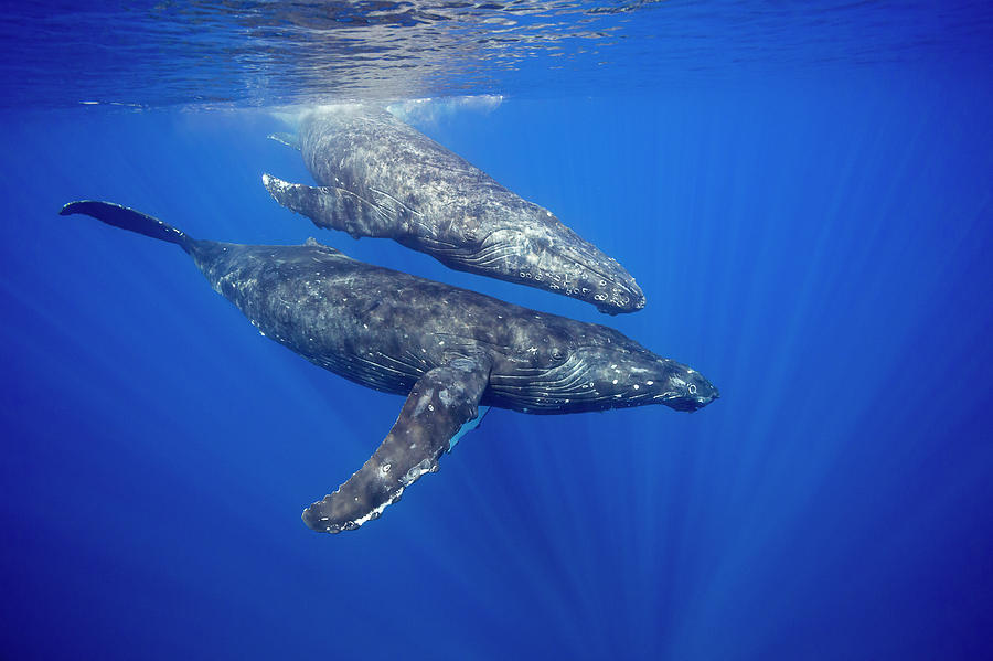 A Pair Of Humpback Whales  Megaptera Photograph by Dave Fleetham