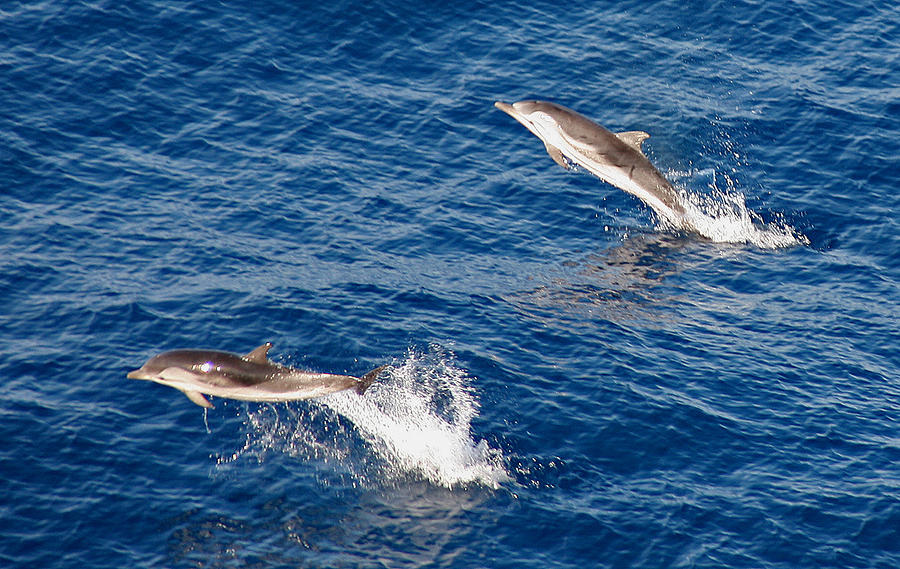 A Pair of Leaping Dolphins Photograph by John Topman