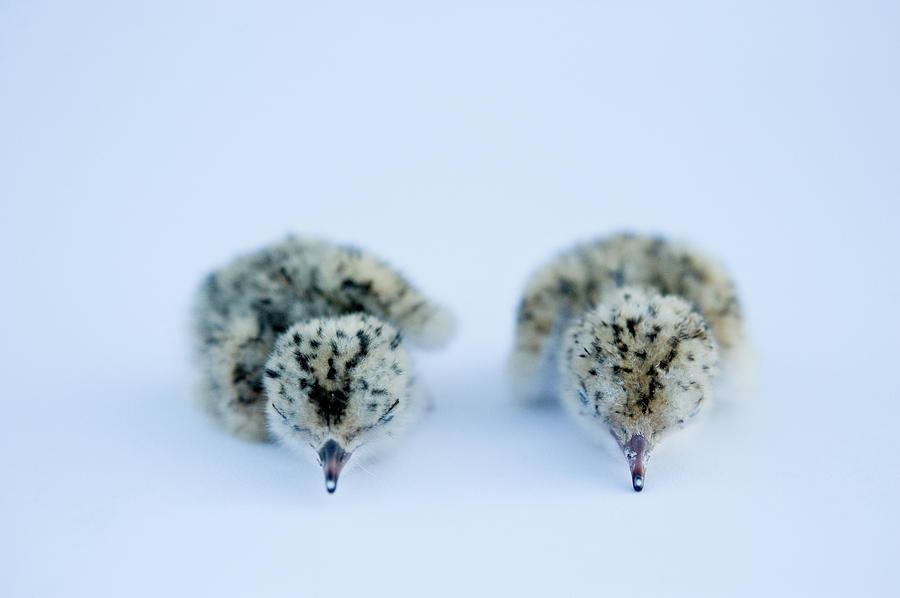 A Pair Of Least Tern Chicks Interior