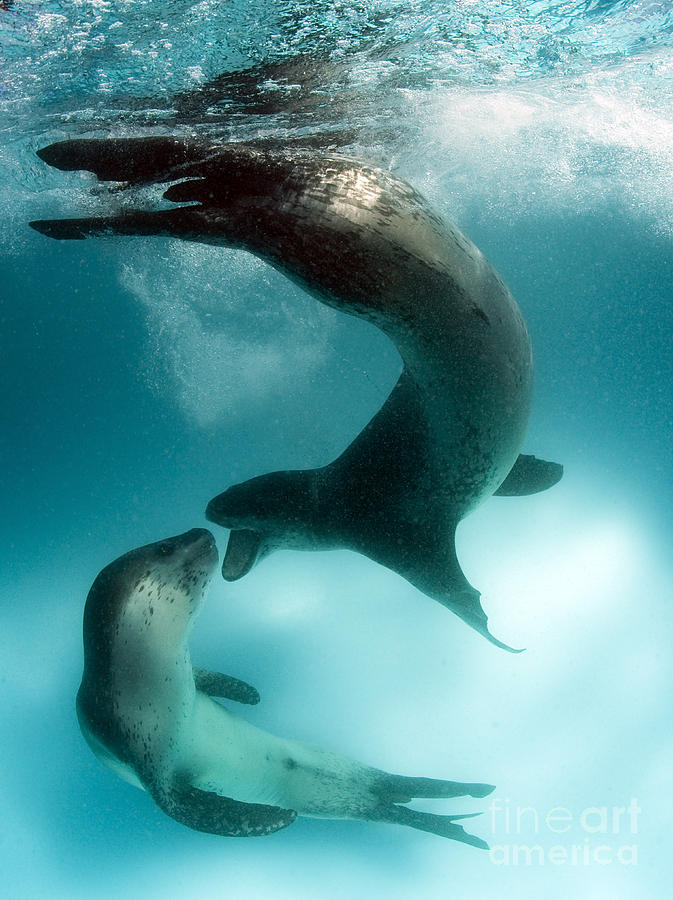 A Pair Of Leopard Seals Interacting Photograph