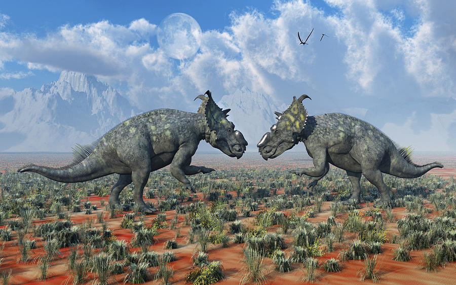 A Pair Of Male Pachyrhinosaurus Sizing Photograph