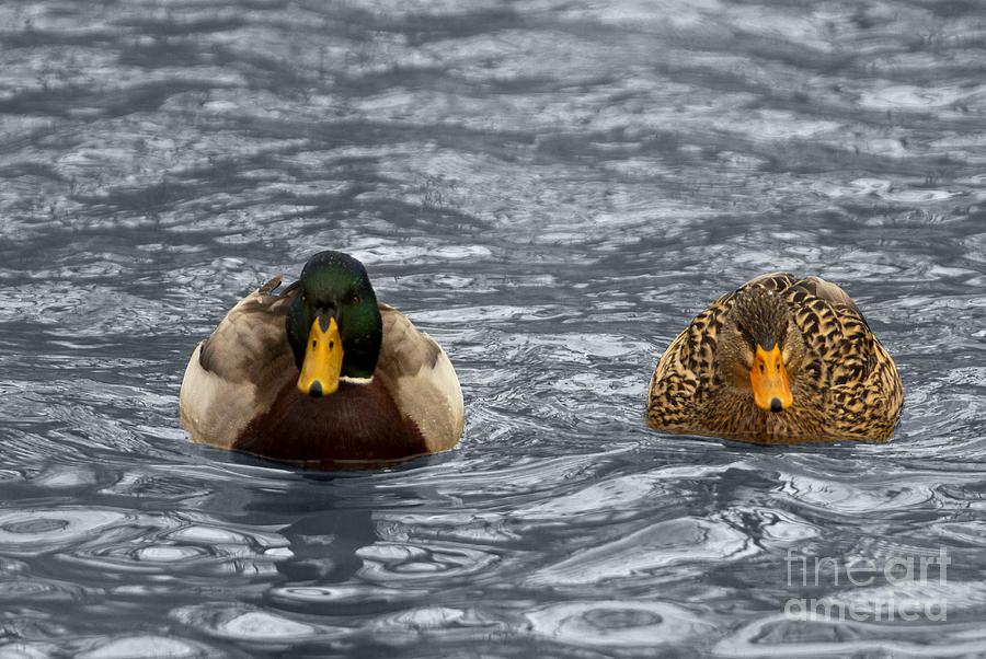 A Pair of Mallard Ducks Photograph by John Harmon