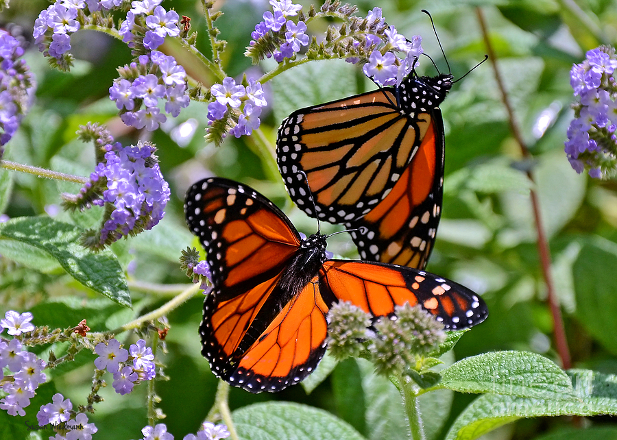 Flower Photograph - A Pair of Monarch Butterflies by Susan Wiedmann