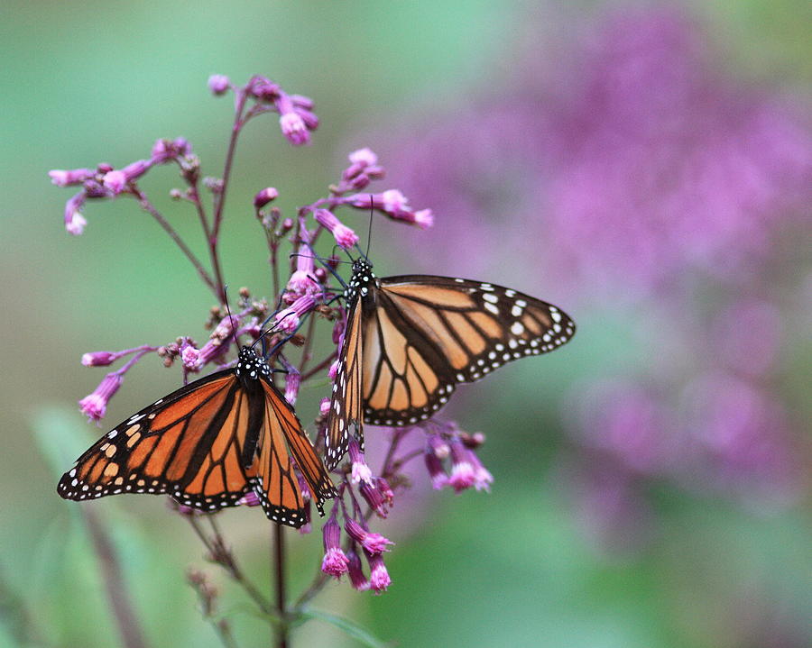 A pair of monarch butterlies  Photograph by Robert McKinstry
