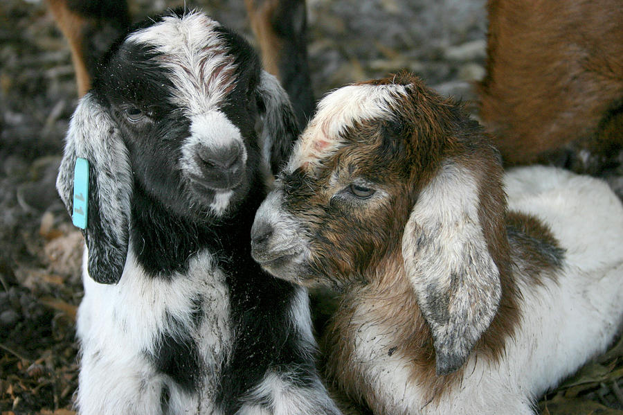 A Pair Of New Born Baby Goats Photograph by Karl Schatz - Fine Art America