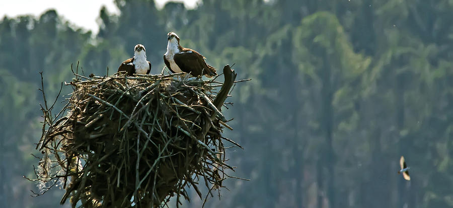 A Pair Of Osprey Building A Nest Photograph by Michael Whitaker