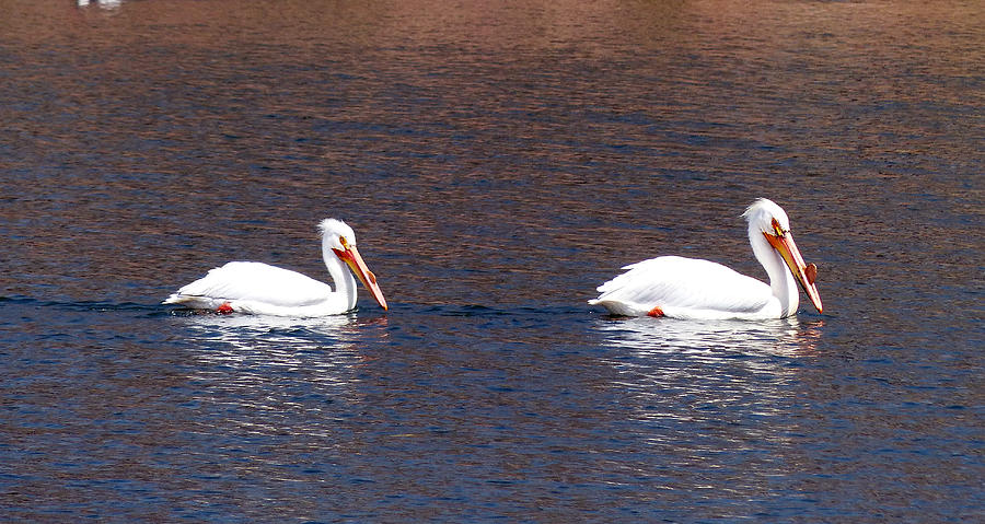A pair of pelicans Photograph by Thomas Samida