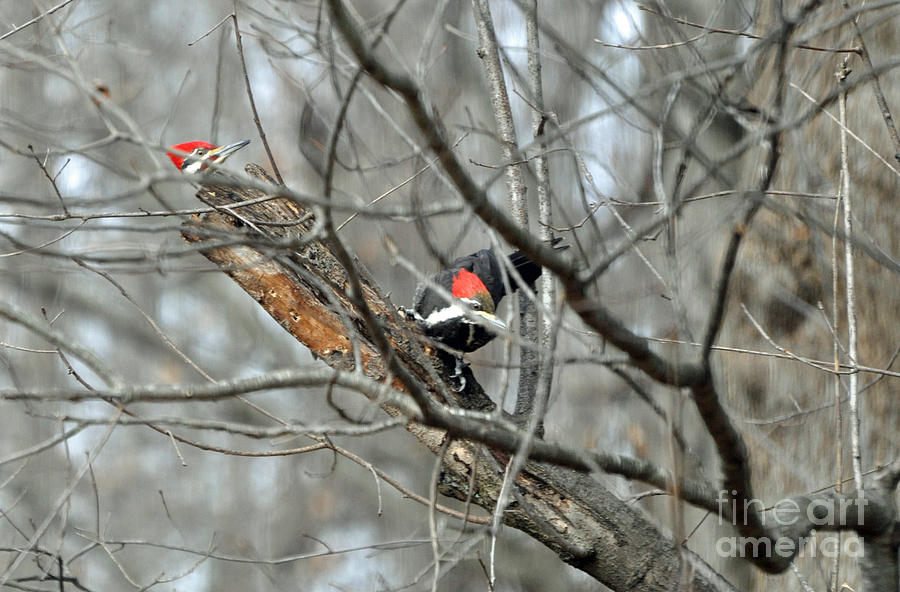 A Pair of Pileated Woodpeckers Forage in Winter Photograph by Maureen Cavanaugh Berry