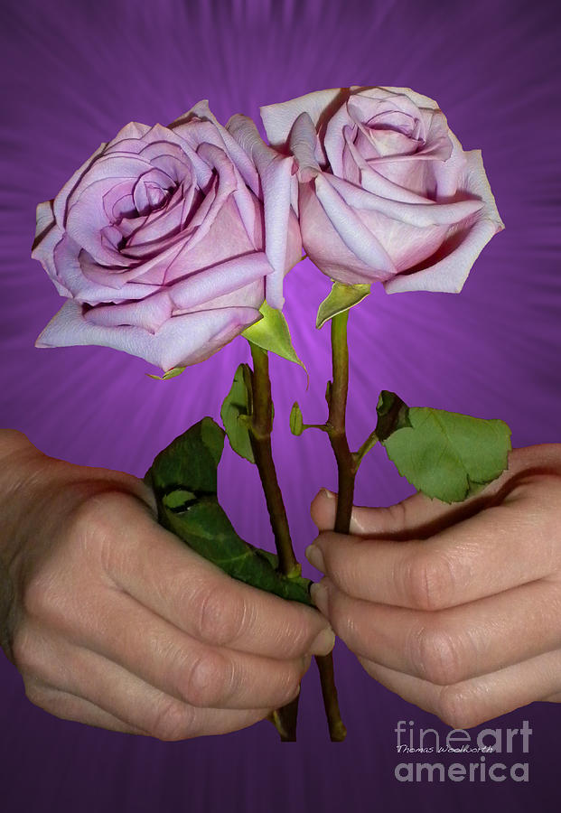 A Pair of Purple Roses Photograph by Thomas Woolworth