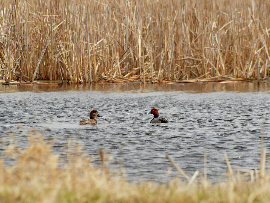 A Pair of Redheads  Photograph by Thomas Young