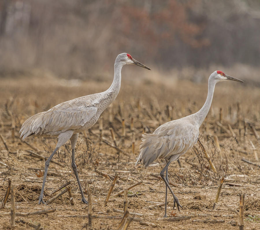 A Pair Of Sandhill Cranes 2014-1 Photograph by Thomas Young