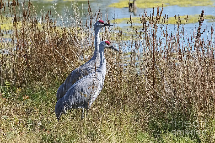 A Pair of Sandhill Cranes Photograph by Sharon Talson