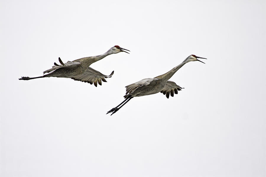 A Pair Of Sandhill Cranes Photograph by Thomas Young