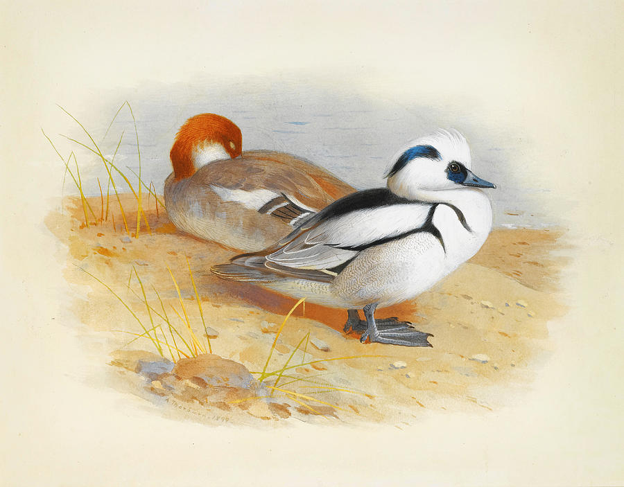 A Pair Of Smew Ducks Painting by Celestial Images