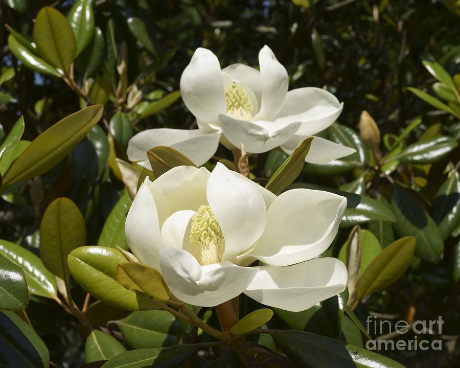 A Pair of Southern Magnolia Blossoms Photograph by MM Anderson