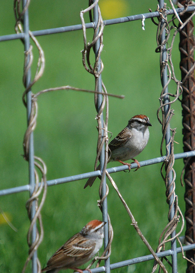 A Pair Of Sparrows Perched On A Fenced -vert Photograph by Janice Adomeit