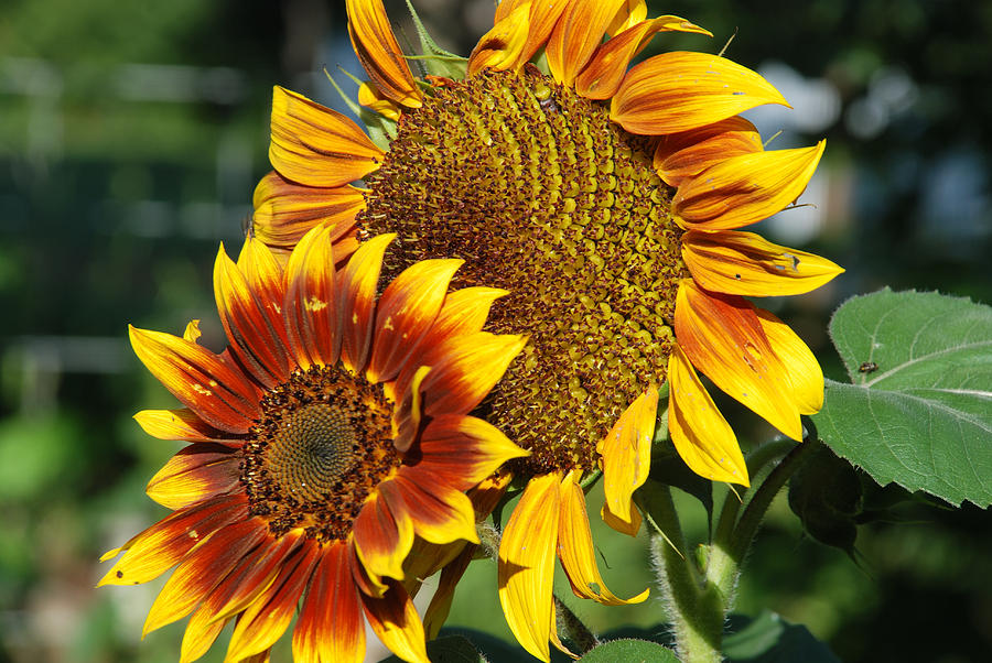 A PAIR OF SUNFLOWERS No.1 Photograph by Janice Adomeit