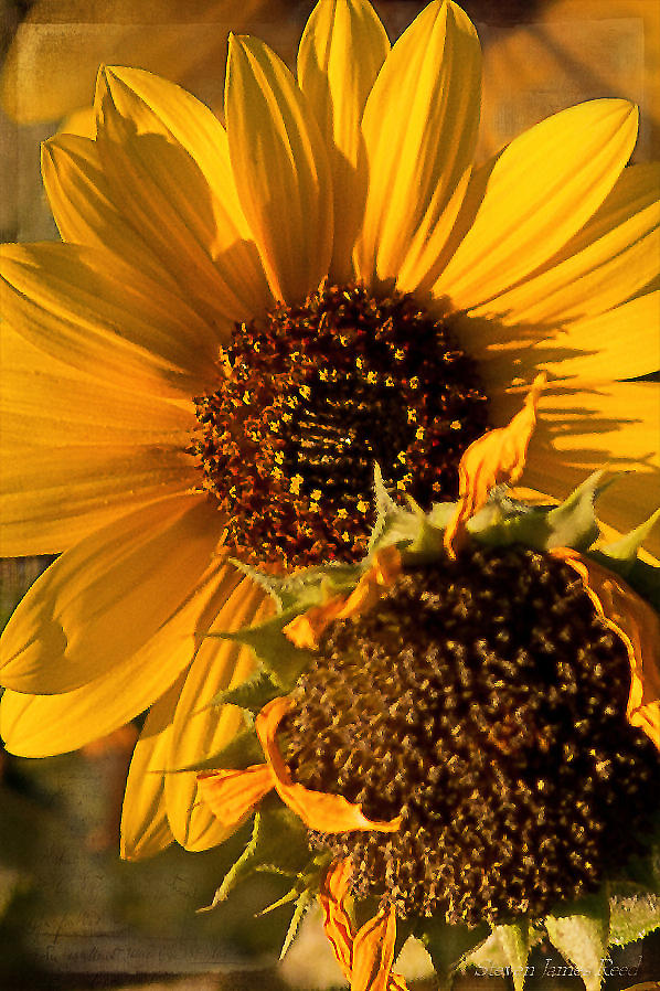A Pair of Sunflowers Photograph by Steven Reed