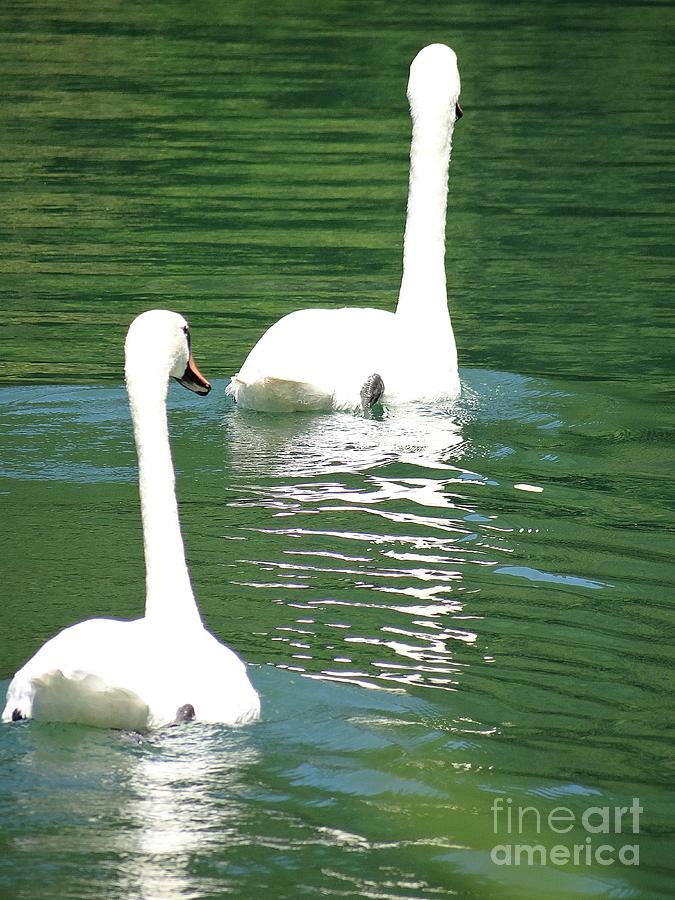 A pair of swans Photograph by Karin Ravasio