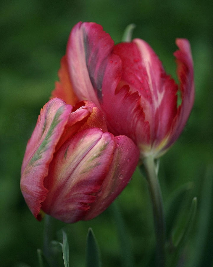 A Pair of Tulips in the Rain Photograph by Rona Black