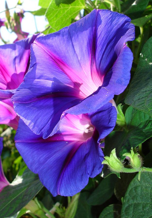 A Pair of Vibrant Morning Glories In Full Bloom Photograph by Taiche Acrylic Art