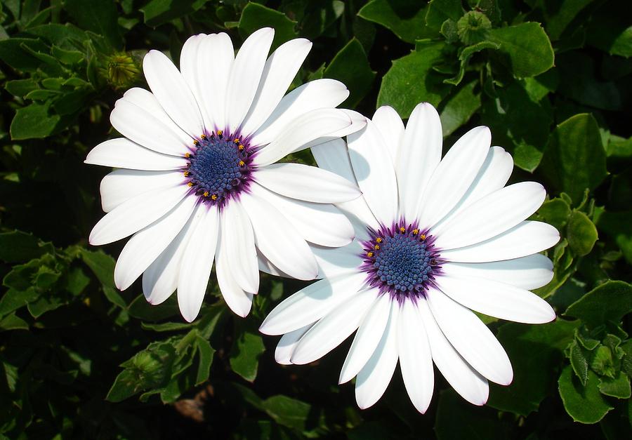 A Pair of White African Daisies Photograph by Taiche Acrylic Art