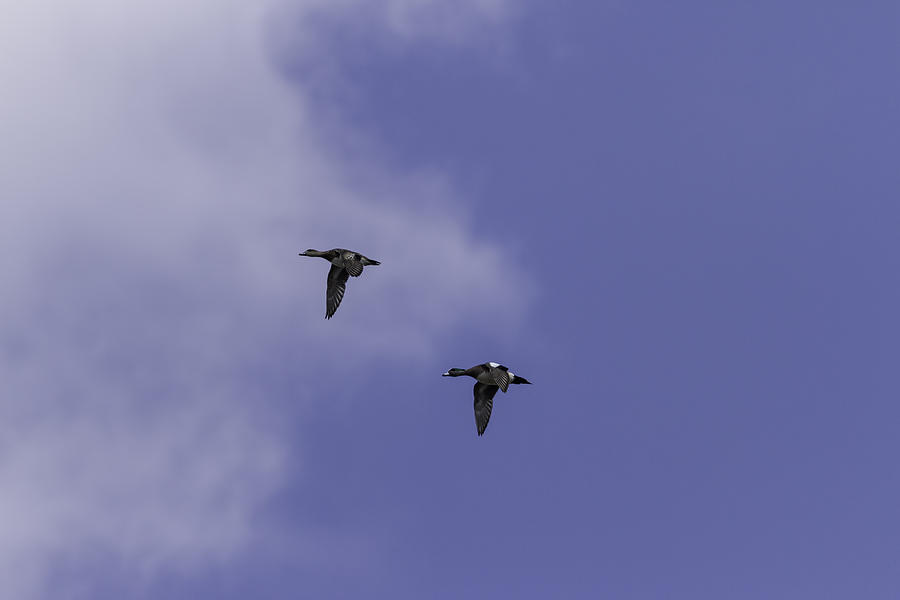 A Pair of Wigeon in Flight Photograph by Thomas Young