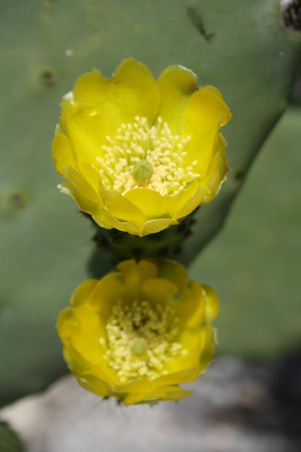 A Pair of Yellow Prickly Pear Flowers Photograph by Taiche Acrylic Art