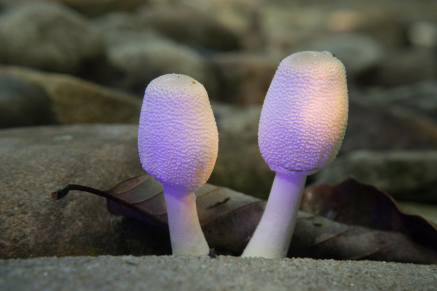 Mushroom Photograph - A Pair of Young Mushrooms by Douglas Barnett