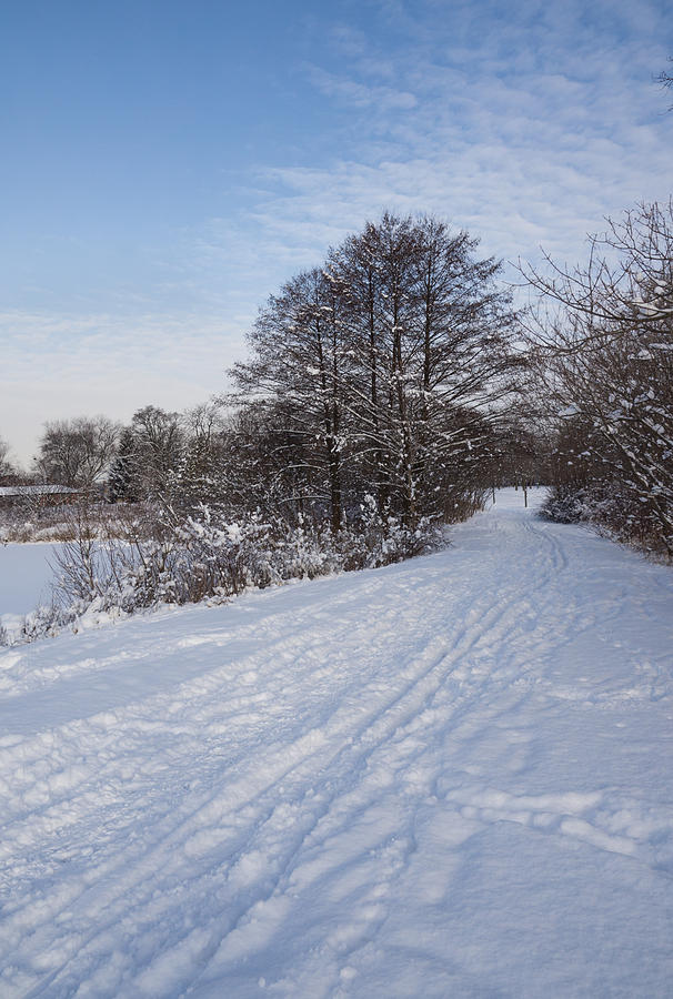 A Pale Blue Snowday  Photograph by Georgia Mizuleva