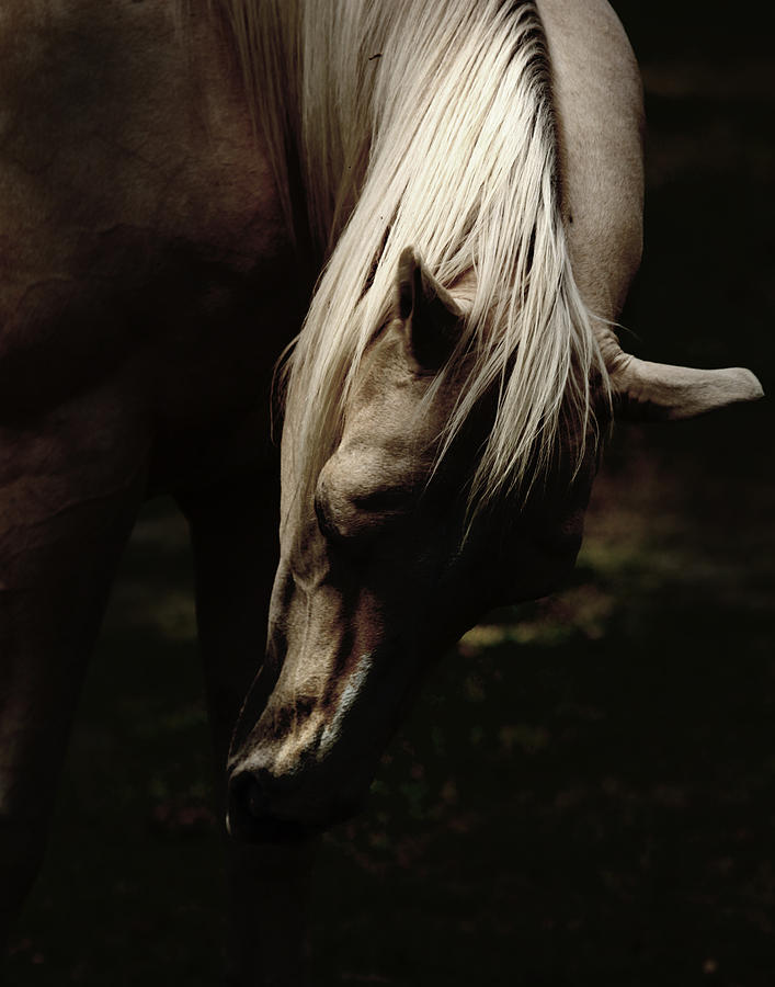 A Pale Horse Photograph by Joseph G Holland