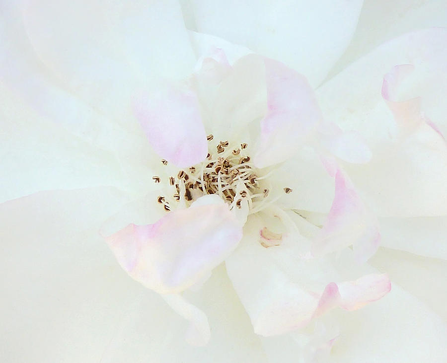Summer Photograph - A Paler Shade of White  by Steve Taylor