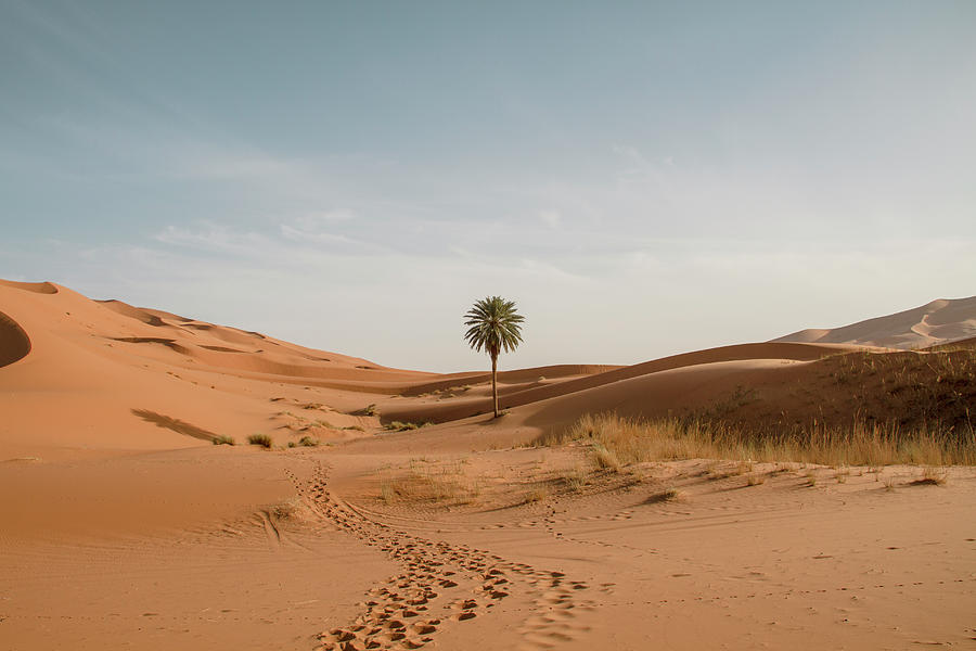 A Palm Tree In The Desert Photograph by Gerard Puigmal Fine Art America