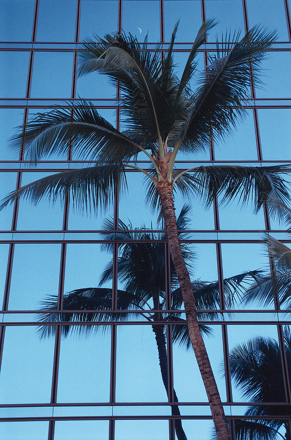 A Palm Tree Stands In Front Of A Glass Building As It Is Being Reflected Photograph by Rubberball/Heinz Hubler